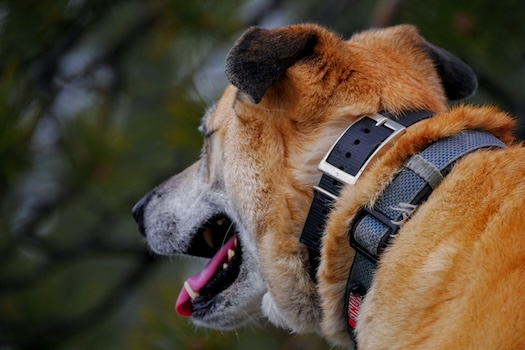 A dog with two collars