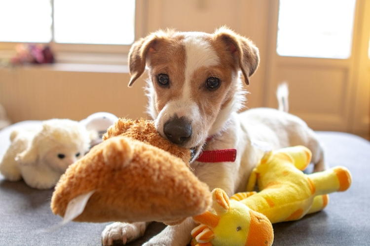 dog with dog toys